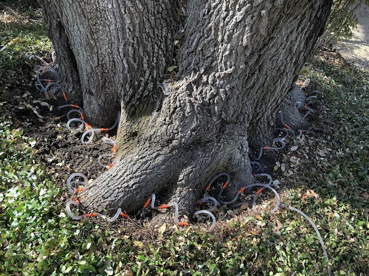 Detailed Tree Cabling and Bracing job site in Chignik Lagoon